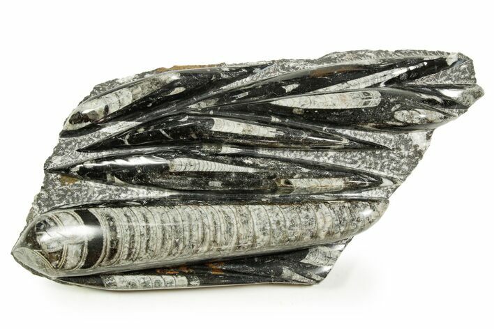 Polished Fossil Orthoceras (Cephalopod) Plate - Morocco #372645